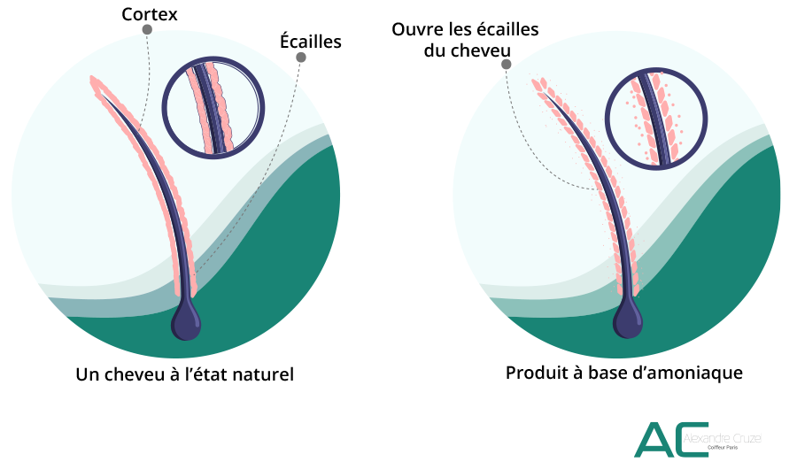Schéma de la coloration chimique